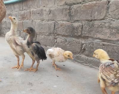 Aseel chicks