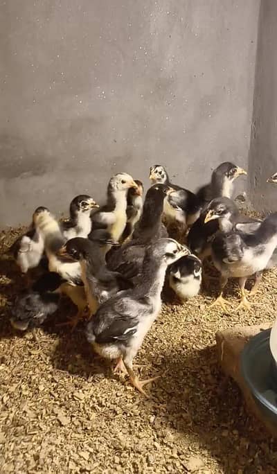 Burmi & Saigon chicks