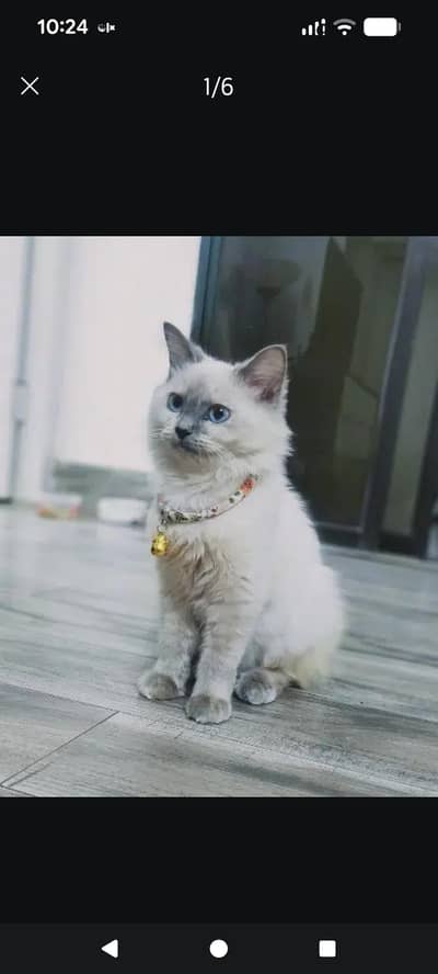 White Ragdoll Cat with beautiful blue eyes.