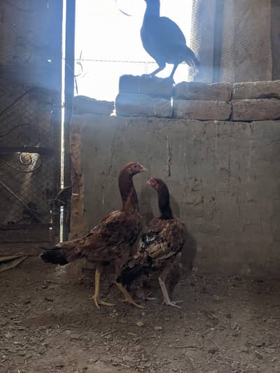 Aseel pathia for sale