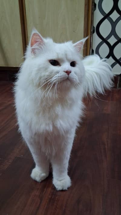 persian lion face male cat
