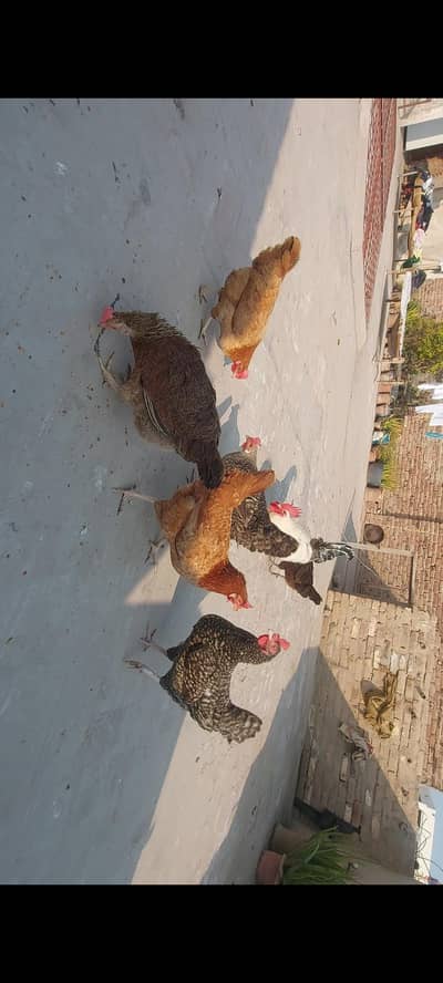 Golden misri hens for sell  i