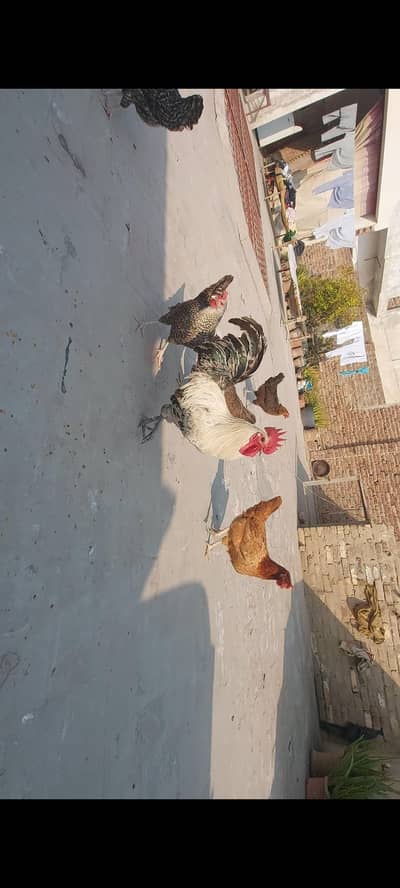 Golden misri hens for sell  i