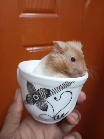 syrian hamster 