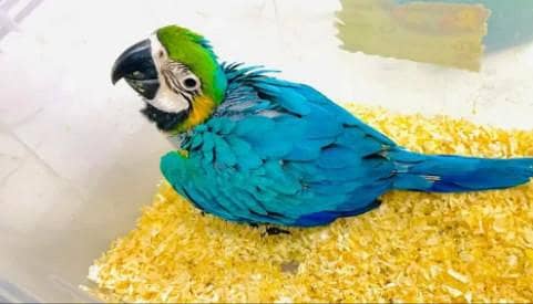 blue gold Macau parrot chicks call me 0327/6760/726