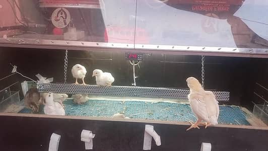 Top Quality Heera Bread Chiks / Fertile Eggs