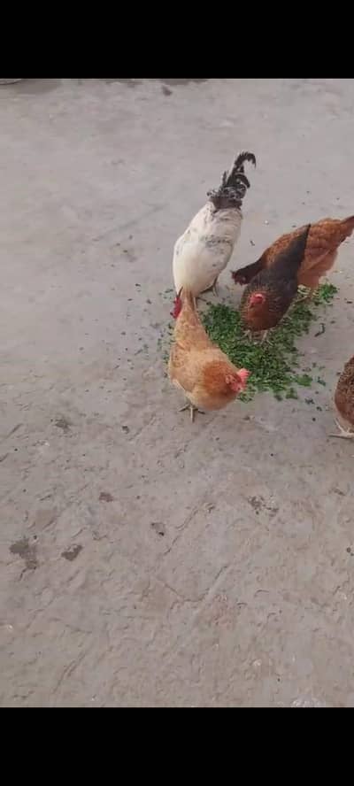 Golden misri hens for sell in sasti Deal