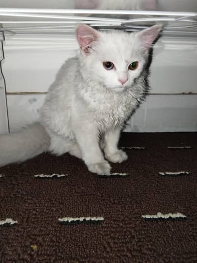 4 months kitten for sale