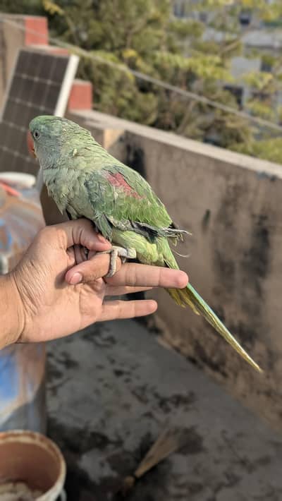 tame parrots for sale