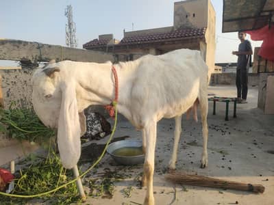 Gulabi Sindhi Bakri With baby male