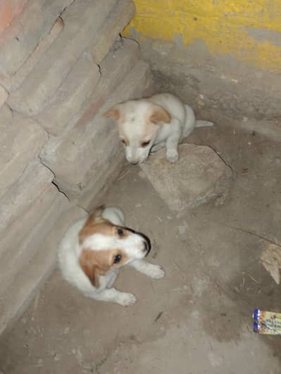 this is very cute puppies