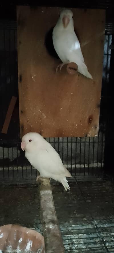 Lovebirds Breeder Pairs for sale