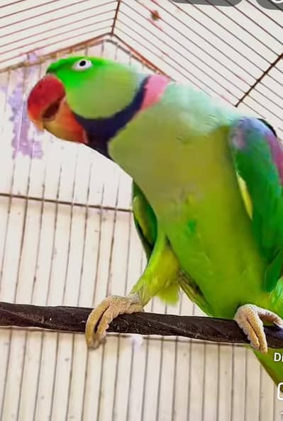 raw parrot on sale 1lac baty kerny Wala ha
