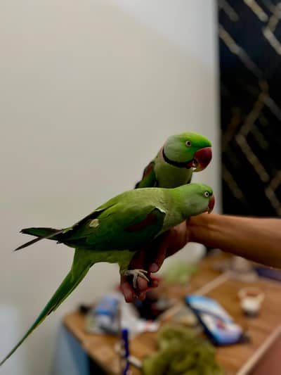 Beautiful Pair of Mature Raw Parrots (Alexandrine) – 30 Months Old