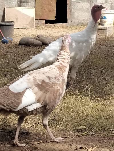 Beautiful Turkey breeder pair