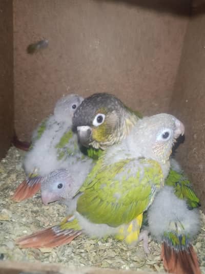 conure chicks and cocktail chicks for sale