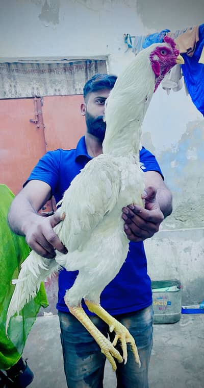 Big size Jarman O ShaMo papar white