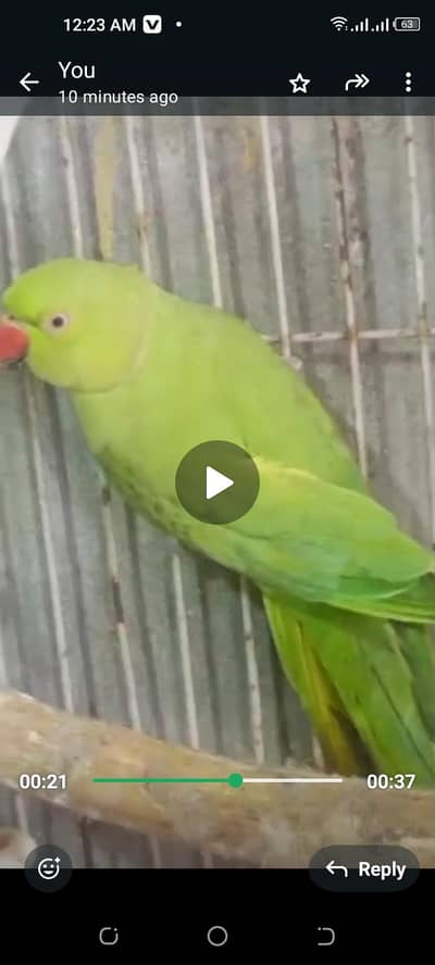 green male  bolta ha apni marzi sa