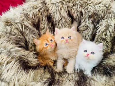 Persian kittens triple coat pair for sale contact whatsap 03278995700