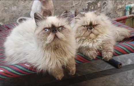 Peki Face & Extreme punch Persian Kittens