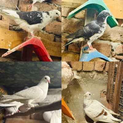 Kbotar for sale active and healthy