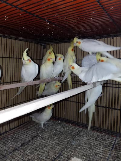 cream cocktail colony