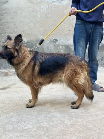 German shepherd young female for sale