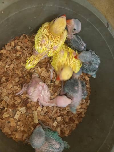 Blue white and yellow ringneck