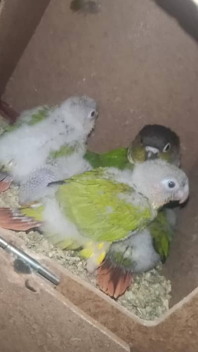 Conure chicks and cocktail chicks looking for new shelter