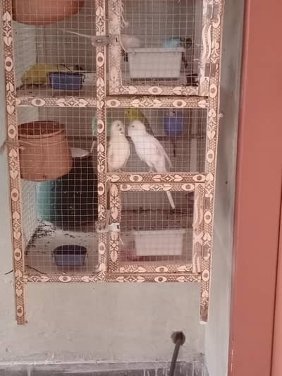 Breeder Budgies