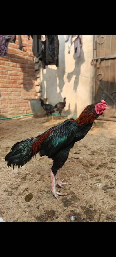 Aseel murga thai cross game bird ha quality wli chez ha