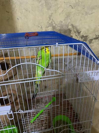 austrlain parrot woth pinjara