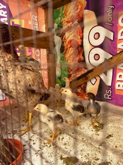 Hens with chicks for sale.