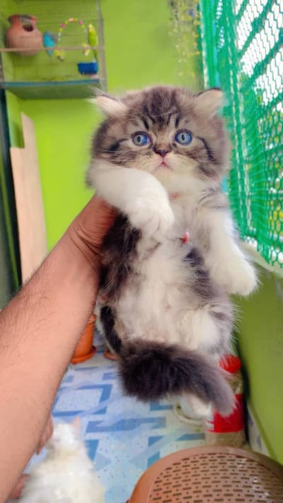Persian kittens triple coat pair for sale contact whatsap 03278995700