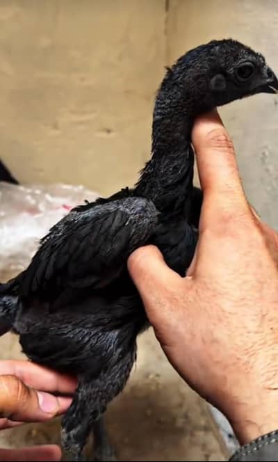 اوریجنل بلیک ڈریگن  امپورٹڈ بلڈ لائن