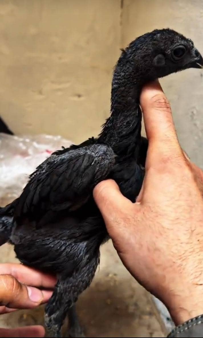 اوریجنل بلیک ڈریگن  امپورٹڈ بلڈ لائن 1