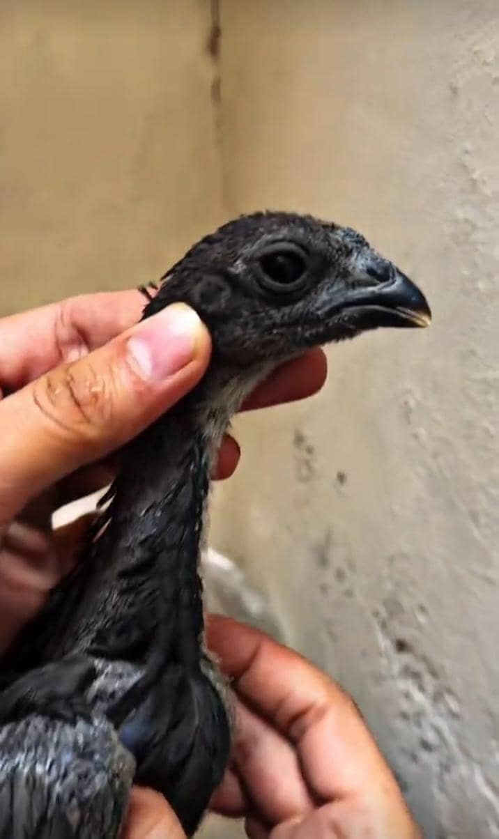 اوریجنل بلیک ڈریگن  امپورٹڈ بلڈ لائن 2