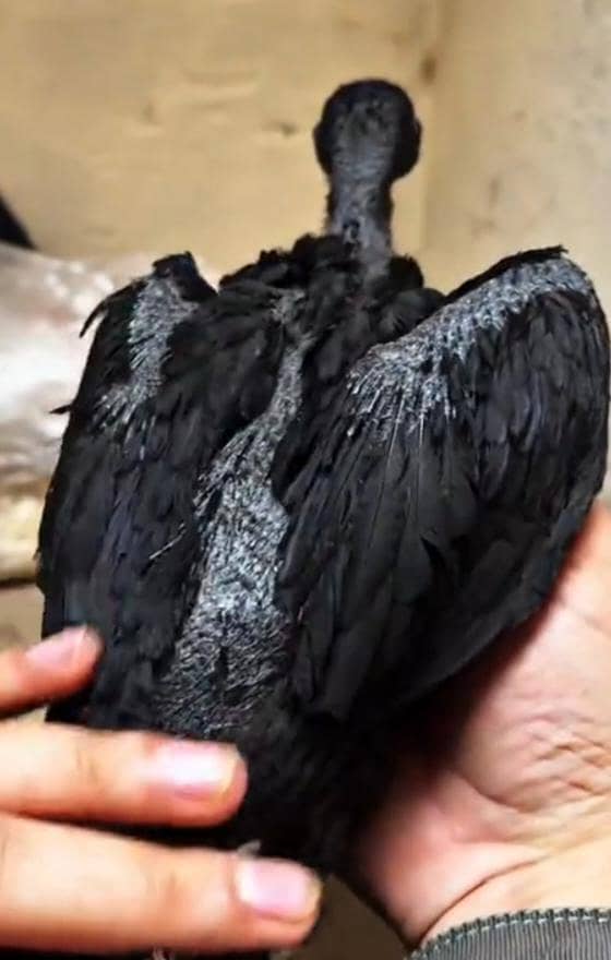 اوریجنل بلیک ڈریگن  امپورٹڈ بلڈ لائن 3