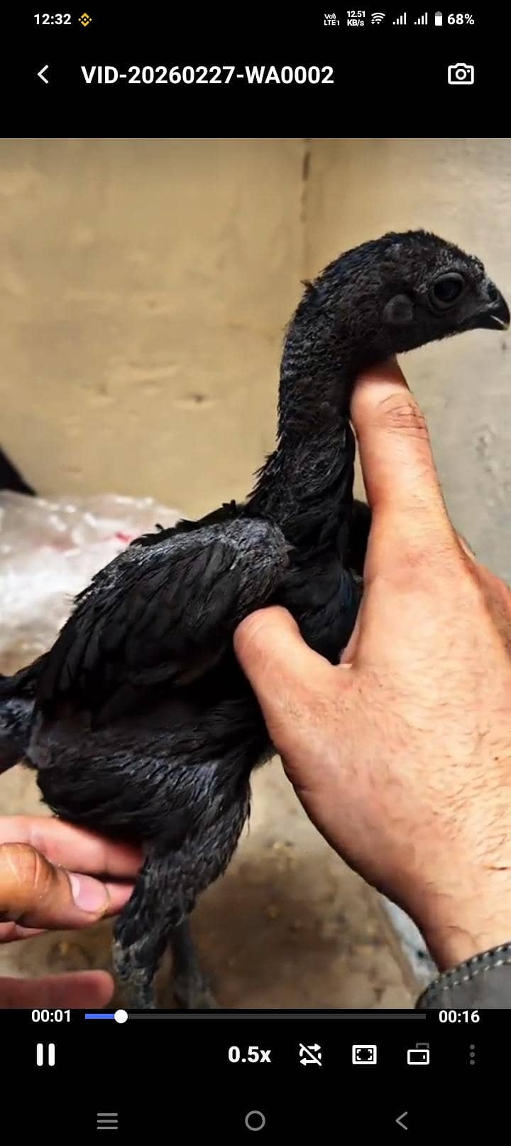 اوریجنل بلیک ڈریگن  امپورٹڈ بلڈ لائن 4