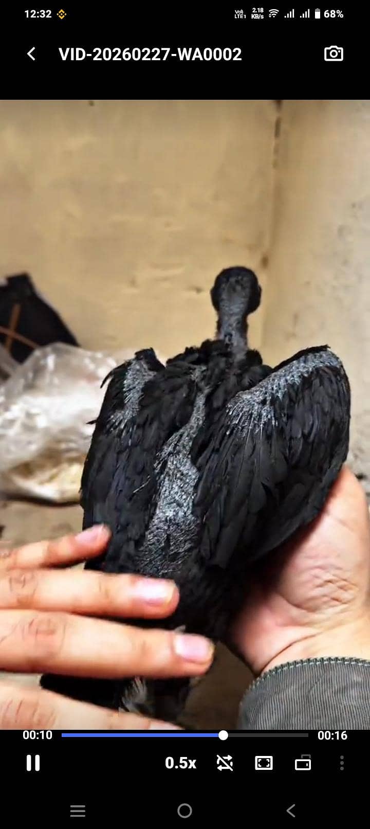 اوریجنل بلیک ڈریگن  امپورٹڈ بلڈ لائن 5