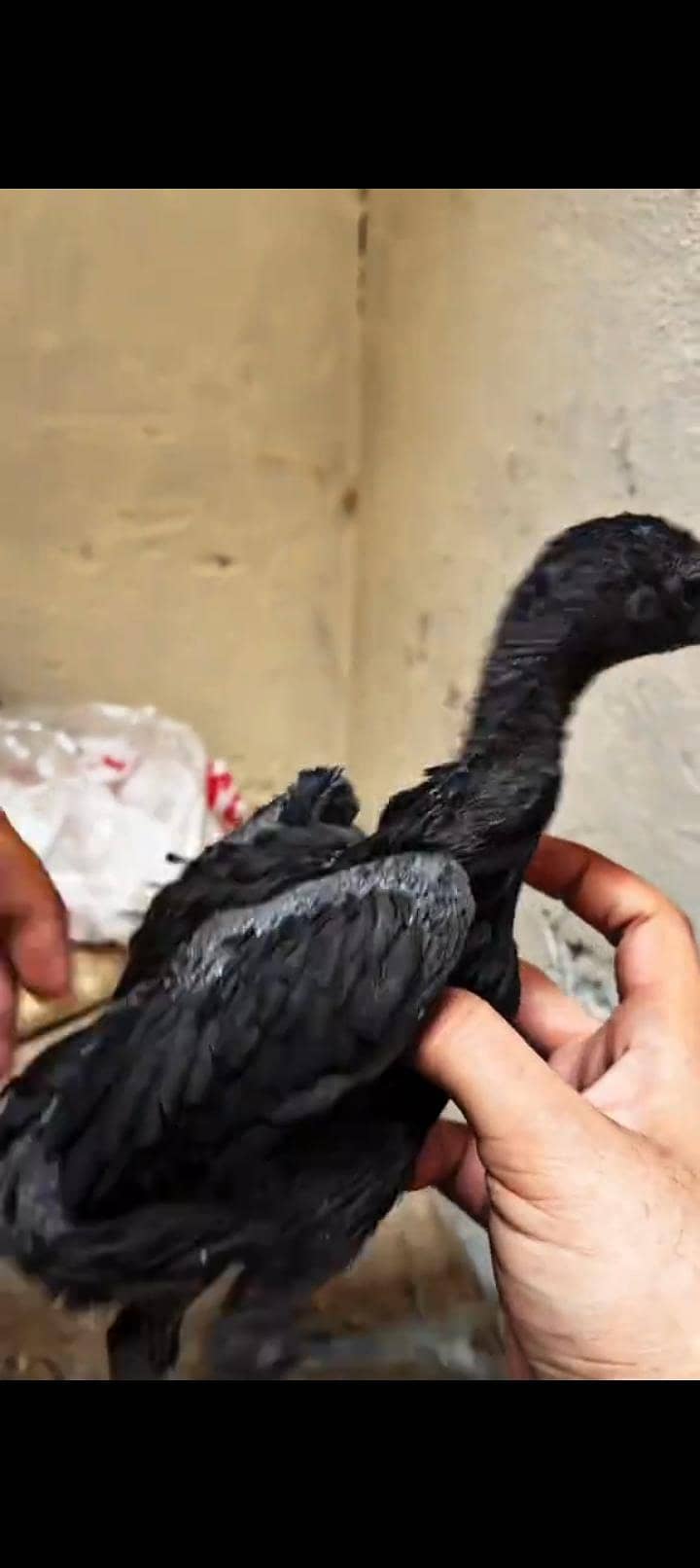 اوریجنل بلیک ڈریگن  امپورٹڈ بلڈ لائن 6