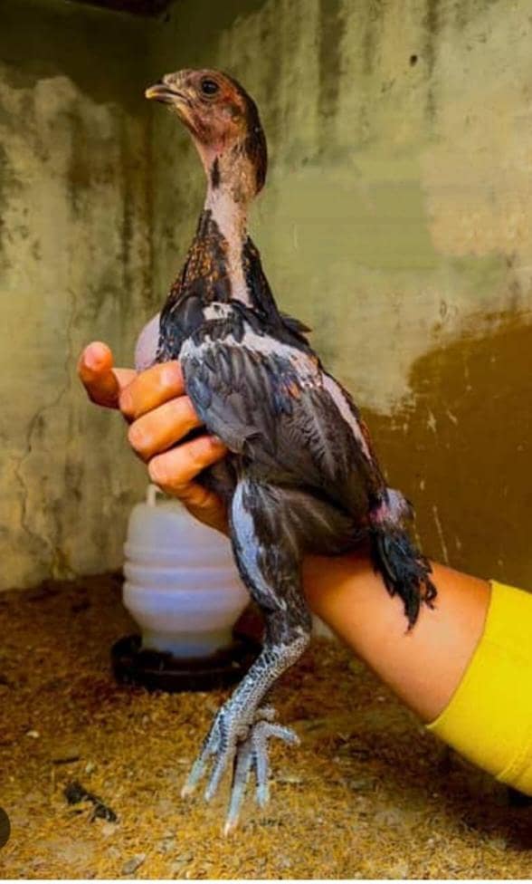 اوریجنل بلیک ڈریگن  امپورٹڈ بلڈ لائن 0