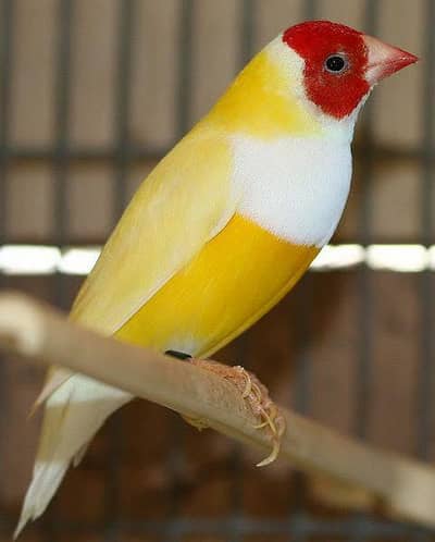 gouldian finch Male