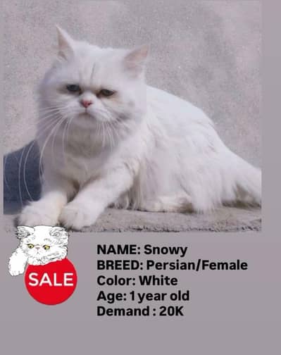 White Persian Cat