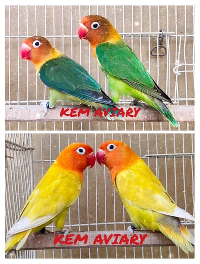 Ready to Breed Pairs