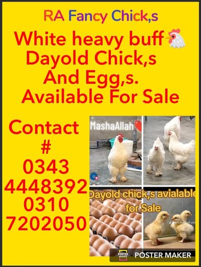 white heavy buff per peice 450 rs