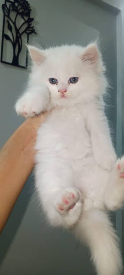 CASH ON DELIVERY  HIGH QUALITY BLUE EYE PERSIAN PUNCH FACE KITTENS FOR