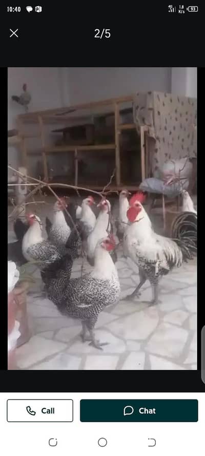 pure Fayumi hens breed eggs avalible