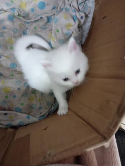 Persian Cat Two Male One Female