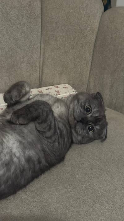 Scottish fold imported 11 months age complete vaccinated